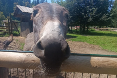 WhatsApp-Image-2025-08-07-at-12.58.51-1 WhatsApp-Image-2025-08-07-at-12.58.51-1