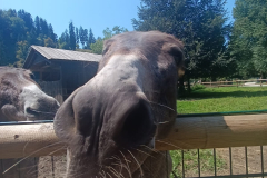 WhatsApp-Image-2025-08-07-at-12.58.51-2 WhatsApp-Image-2025-08-07-at-12.58.51-2