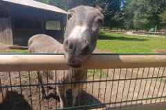 WhatsApp-Image-2025-08-07-at-12.58.51-4 WhatsApp-Image-2025-08-07-at-12.58.51-4