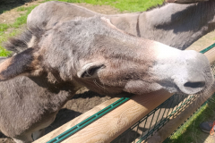 WhatsApp-Image-2025-08-07-at-12.58.52-4