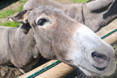 WhatsApp-Image-2025-08-07-at-12.58.52-5 WhatsApp-Image-2025-08-07-at-12.58.52-5